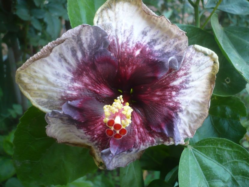 30.07.2021 - HIBISCUSI 2021-3