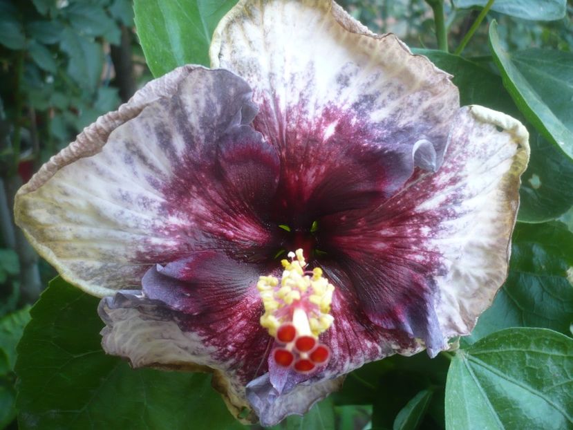 P1500189 - HIBISCUSI 2021-3