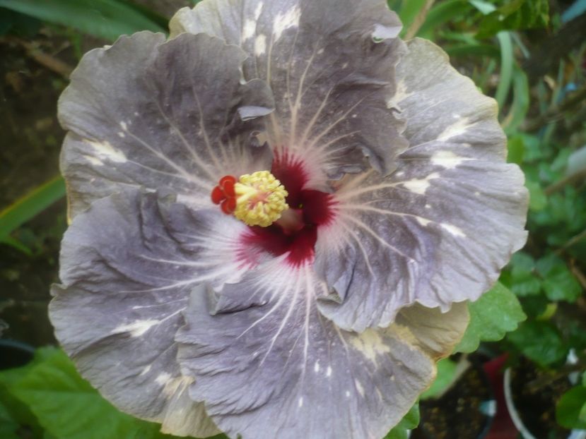 P1500190 - HIBISCUSI 2021-3