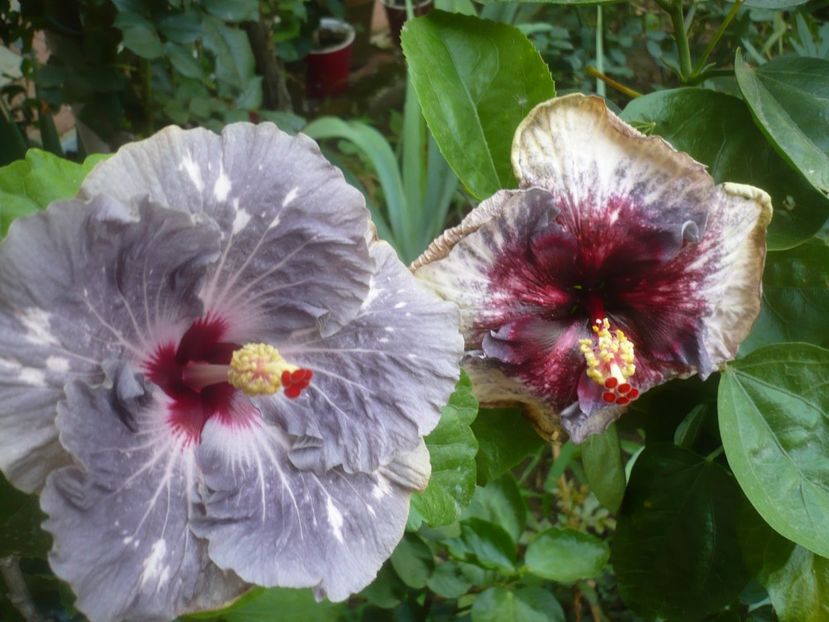 P1500191 - HIBISCUSI 2021-3