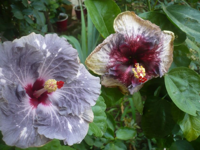 P1500192 - HIBISCUSI 2021-3