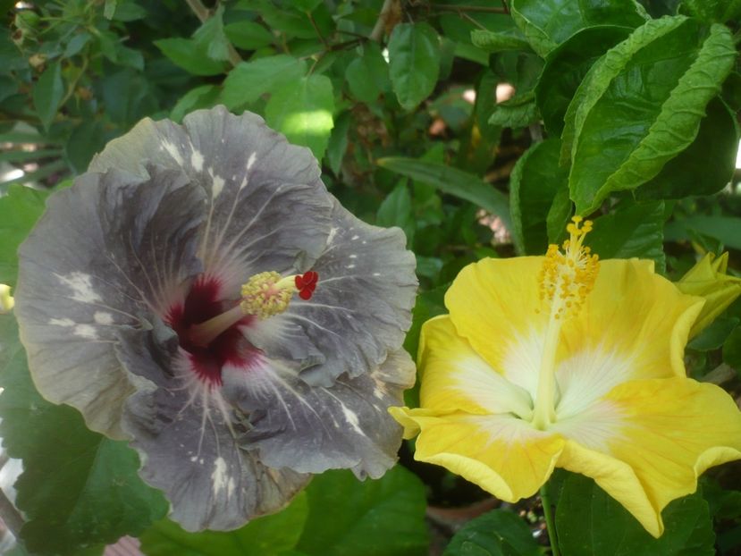 P1500196 - HIBISCUSI 2021-3