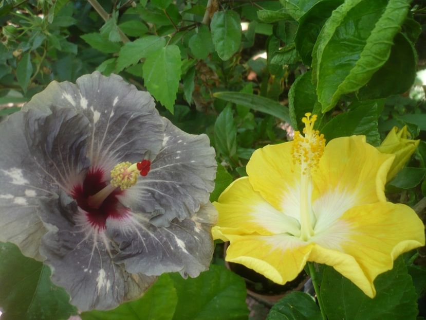 P1500197 - HIBISCUSI 2021-3