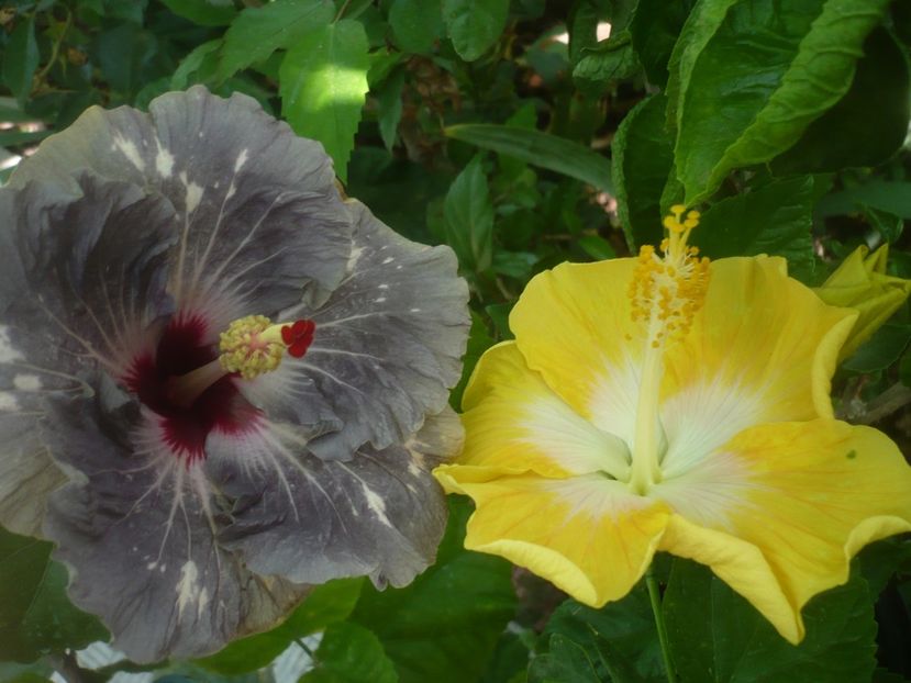 P1500198 - HIBISCUSI 2021-3