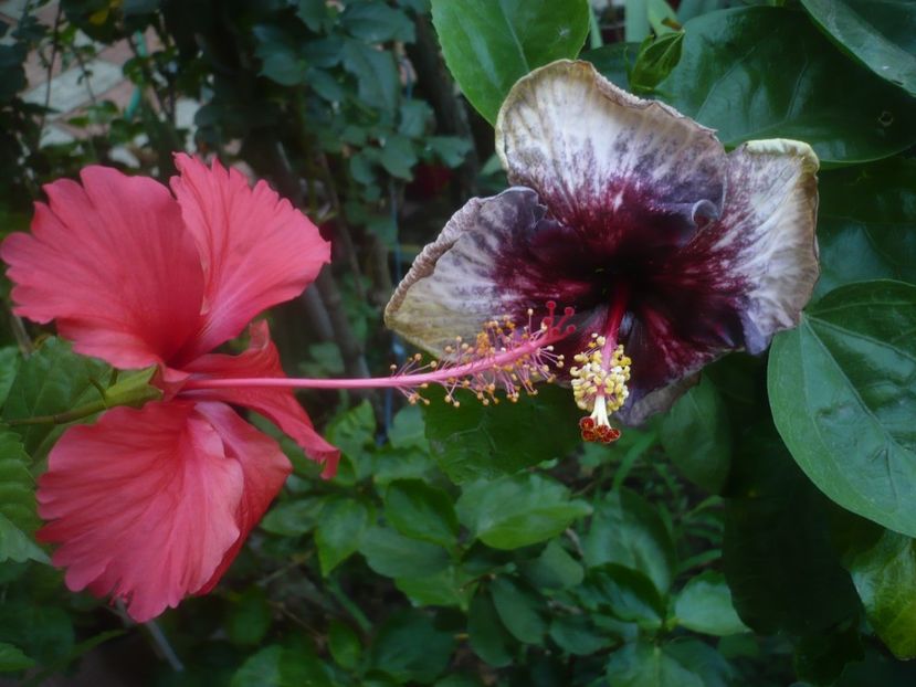 P1500199 - HIBISCUSI 2021-3