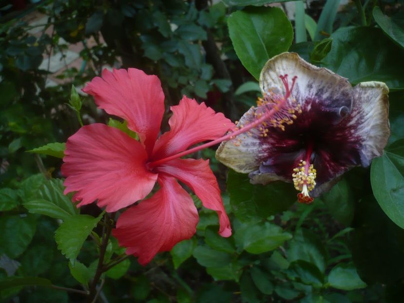 P1500200 - HIBISCUSI 2021-3