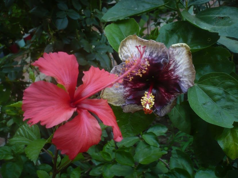 P1500201 - HIBISCUSI 2021-3