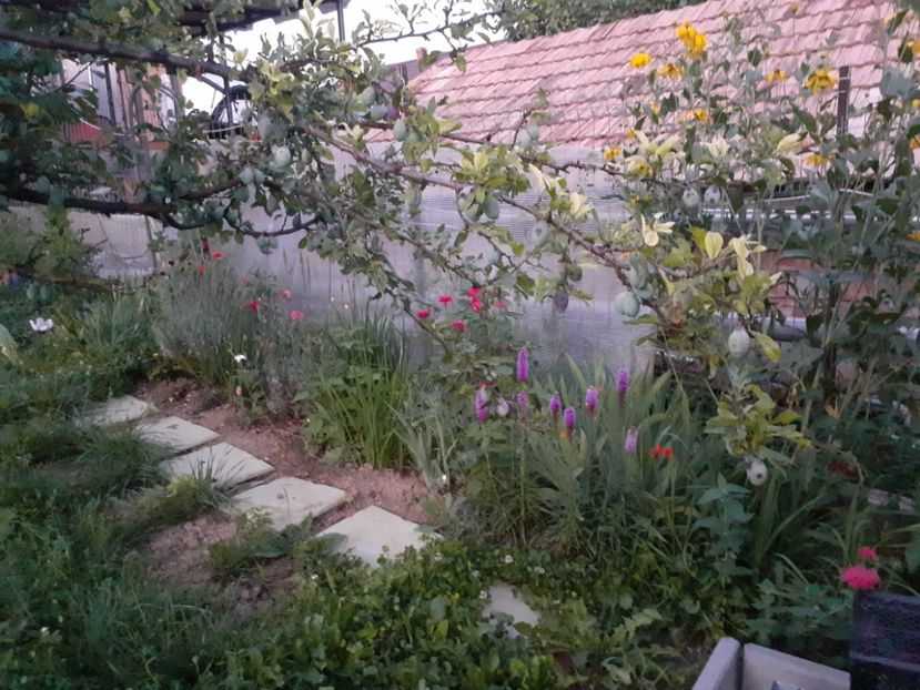  - Gradina mea work in progress