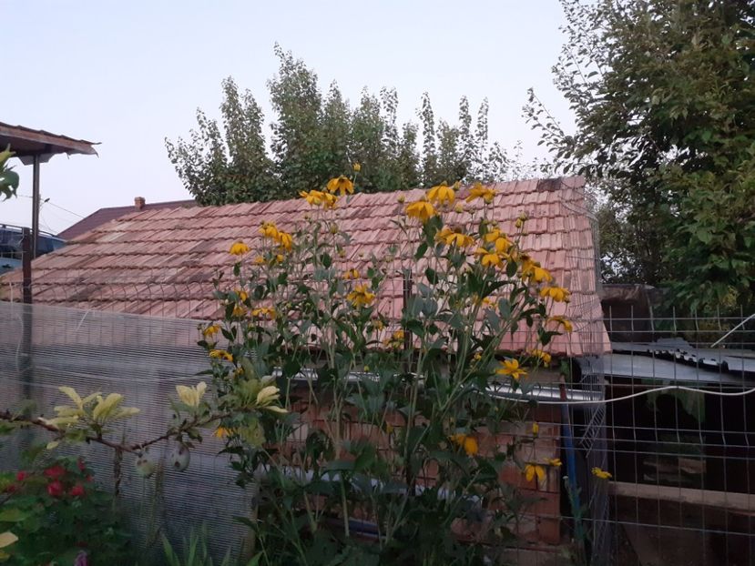  - Gradina mea work in progress