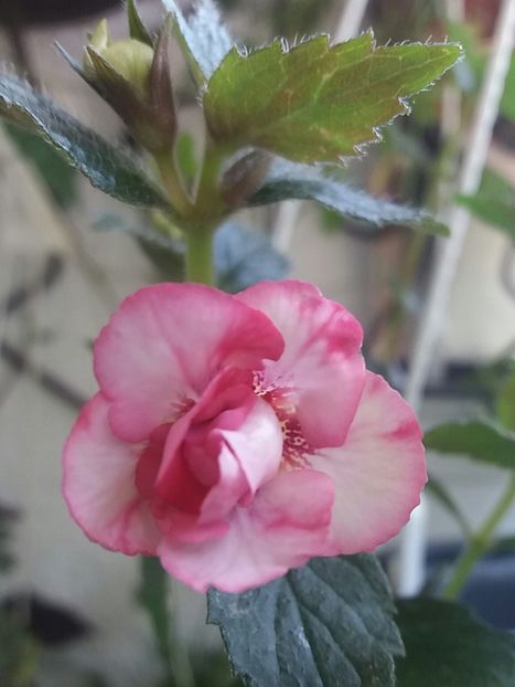 Rebecca Houche - Achimenes varietati - drumul florilor