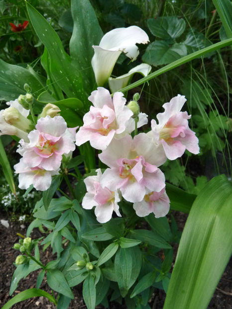  - Gura leului - Antirrhinum majus