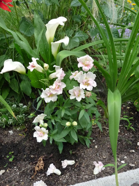 2020 - Gura leului - Antirrhinum majus