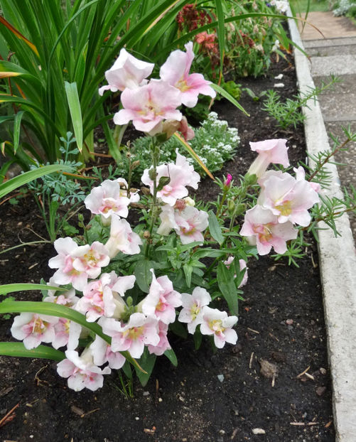  - Gura leului - Antirrhinum majus