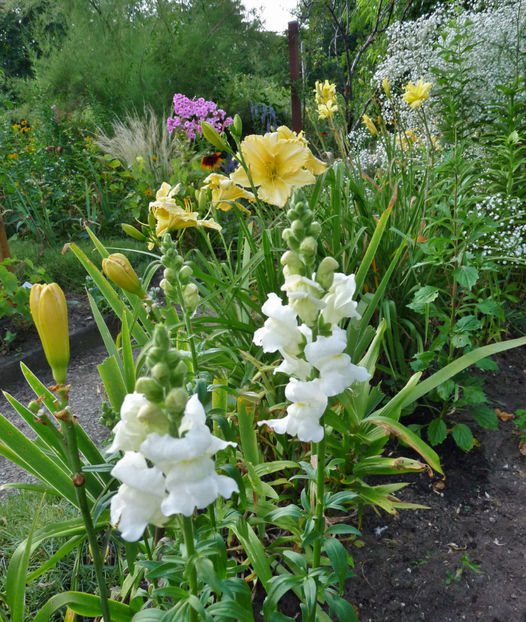  - Gura leului - Antirrhinum majus