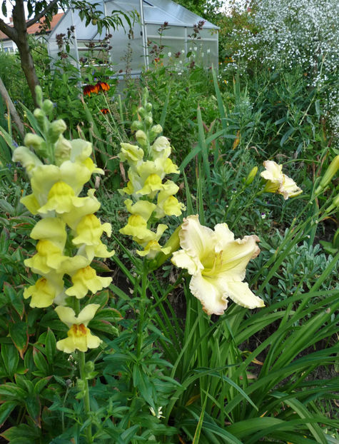  - Gura leului - Antirrhinum majus