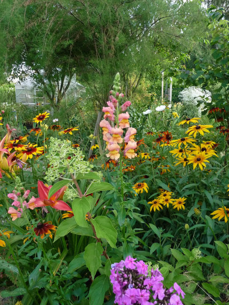 2021 - Gura leului - Antirrhinum majus