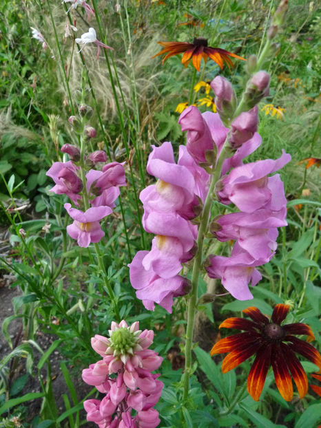  - Gura leului - Antirrhinum majus