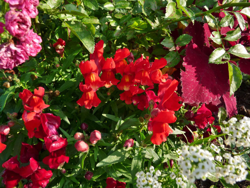  - Gura leului - Antirrhinum majus