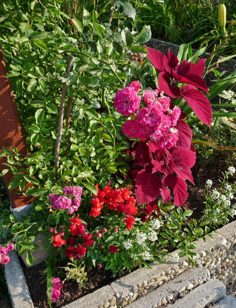  - Gura leului - Antirrhinum majus