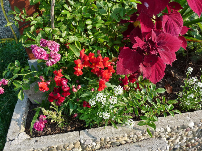  - Gura leului - Antirrhinum majus