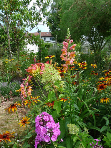  - Gura leului - Antirrhinum majus