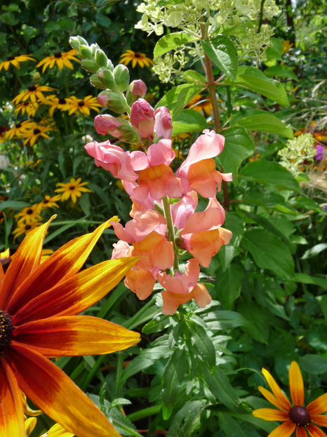  - Gura leului - Antirrhinum majus