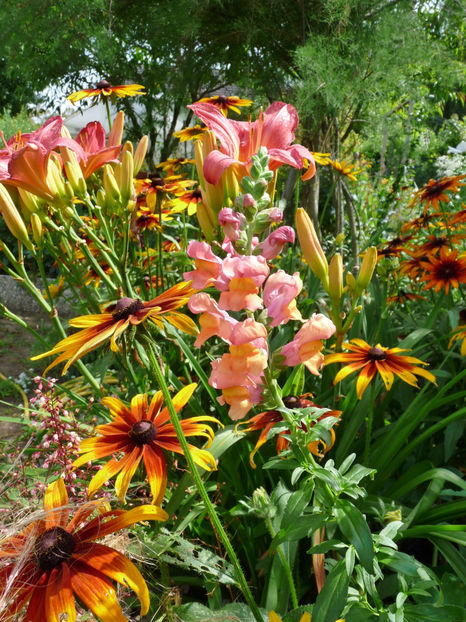  - Gura leului - Antirrhinum majus