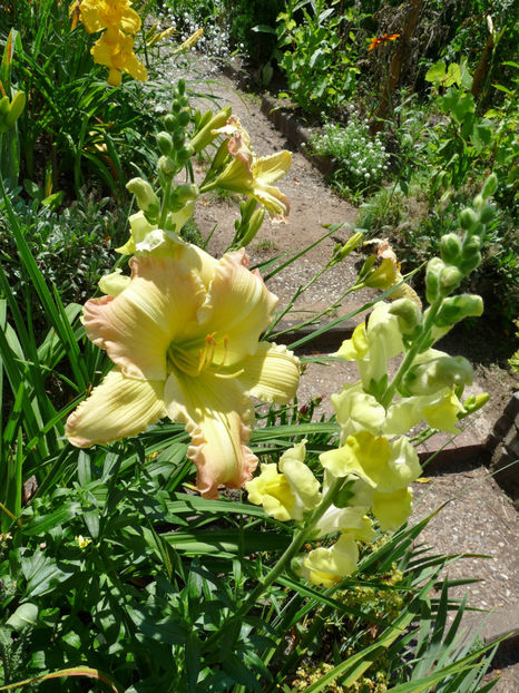  - Gura leului - Antirrhinum majus