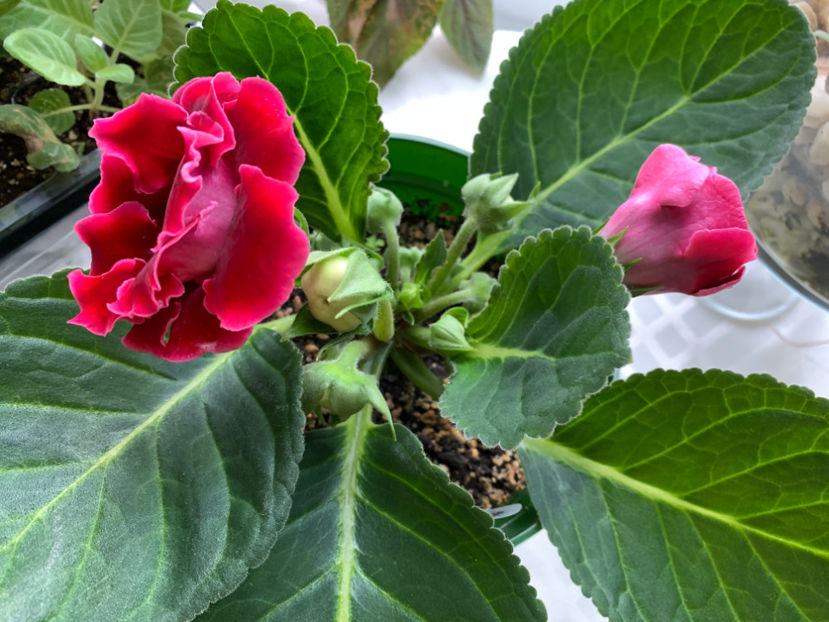  - Gloxinia 2021