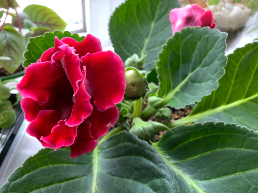  - Gloxinia 2021