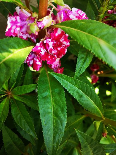 Balsamine - 0 0 2021