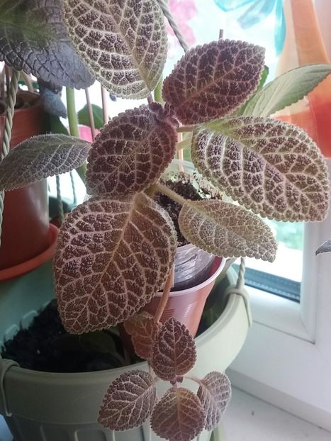  - Episcia