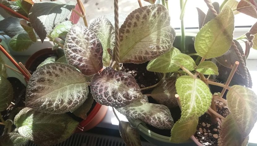  - Episcia