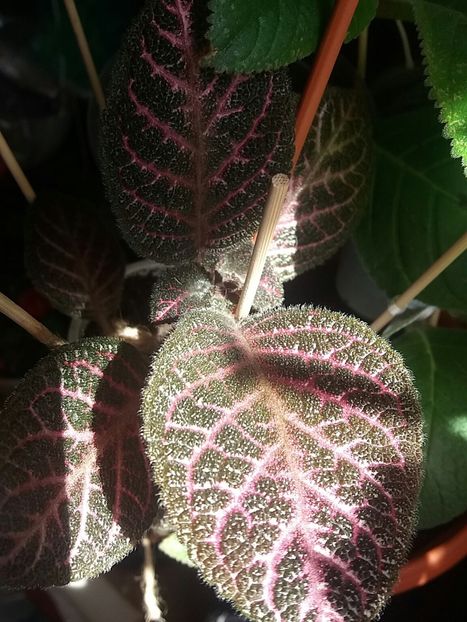  - Episcia