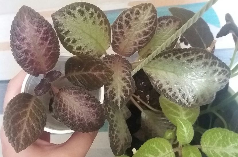 Raspberry blush - Episcia