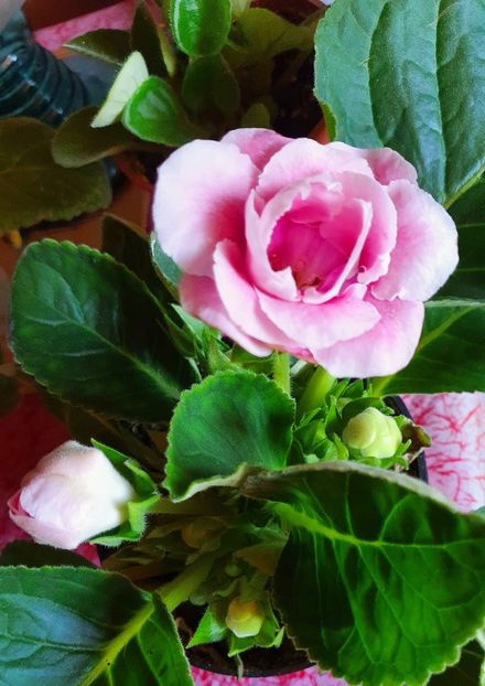 Gloxinia - Gloxini 2012-2025