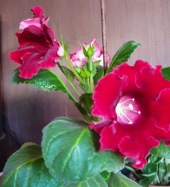 Gloxinia - Gloxini 2012-2025