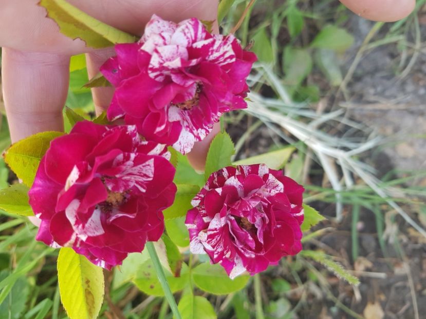  - Trandafiri la baltă 2021