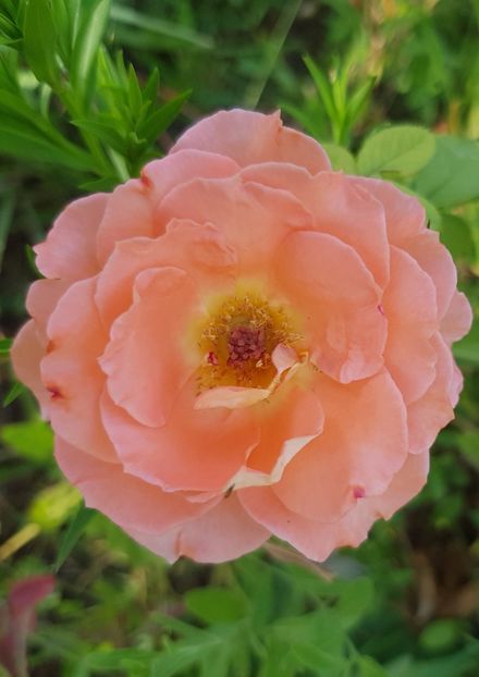 Dr Waldheim - Trandafiri la baltă 2021