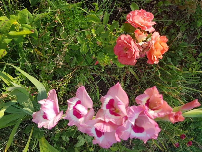  - Trandafiri la baltă 2021