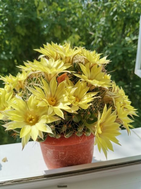  - cactusi si suculente