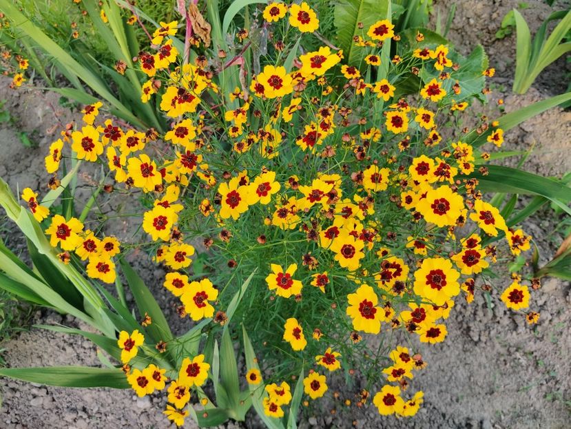 Coreopsis - Diverse flori de gradina