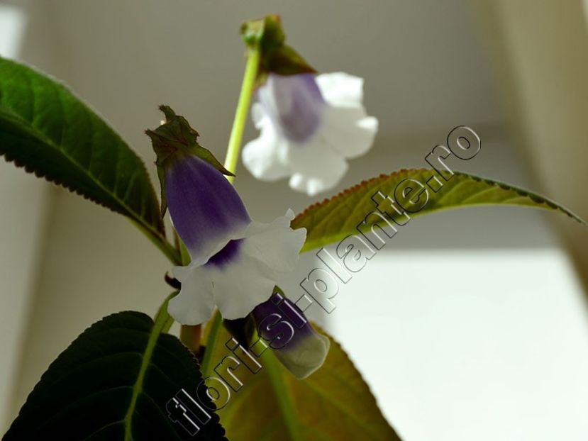 Sinningia speciosa Carangola - GLOXINIA-SINNINGIA _COLECTIA 2020_2024