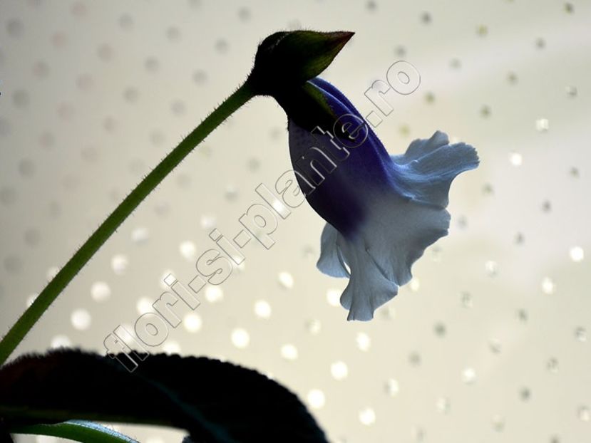 Sinningia speciosa Carangola - GLOXINIA-SINNINGIA _COLECTIA 2020_2024