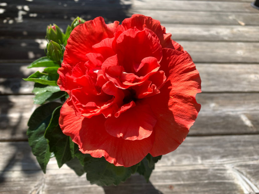  - Jurnalul gradinii 2021