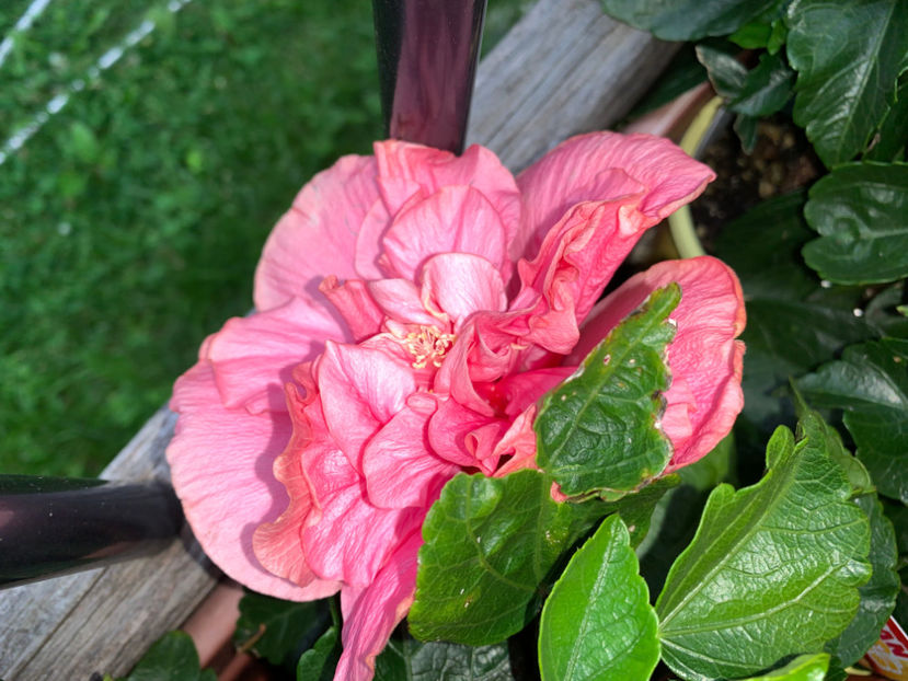  - Jurnalul gradinii 2021