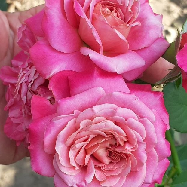  - Agnes 2021 - 2022-2023