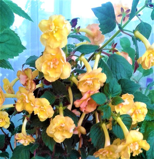 20210730_084135-1 - 0000 ACHIMENES