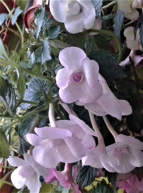  - colectia mea de achimenes 001 2020