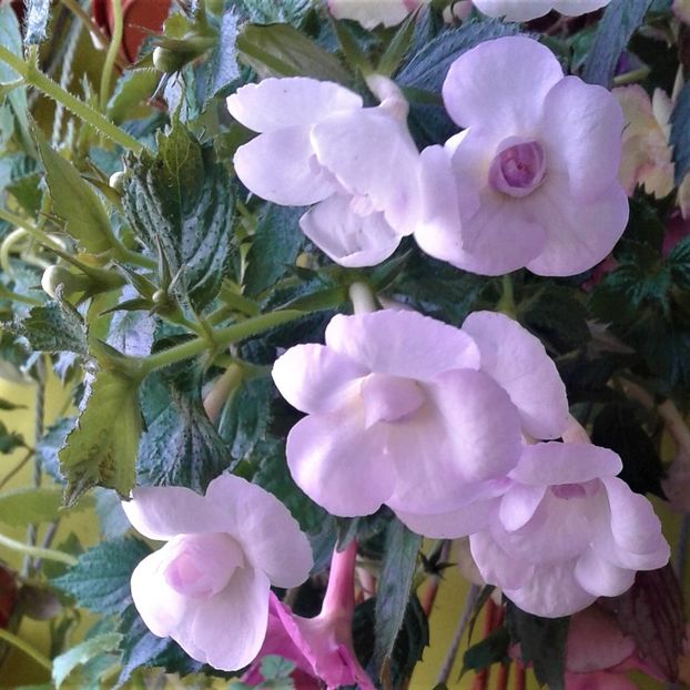  - colectia mea de achimenes 001 2020